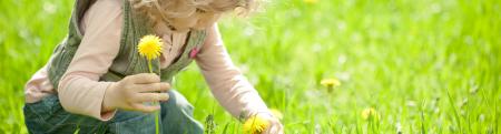 Little girl picking dandelions