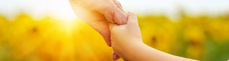 Closeup of adult and child holding hands while standing in a field of sunflowers