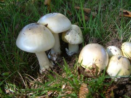 Death cap mushroom in grass