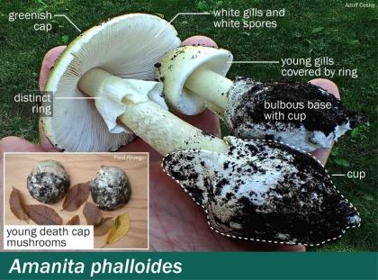 Death cap mushroom identifiers