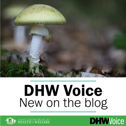 Photo of deathcap mushroom