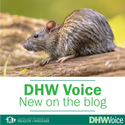 DHW Voice