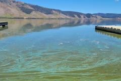 Mucky, green water at Henrys Lake caused by cyanobacterial bloom